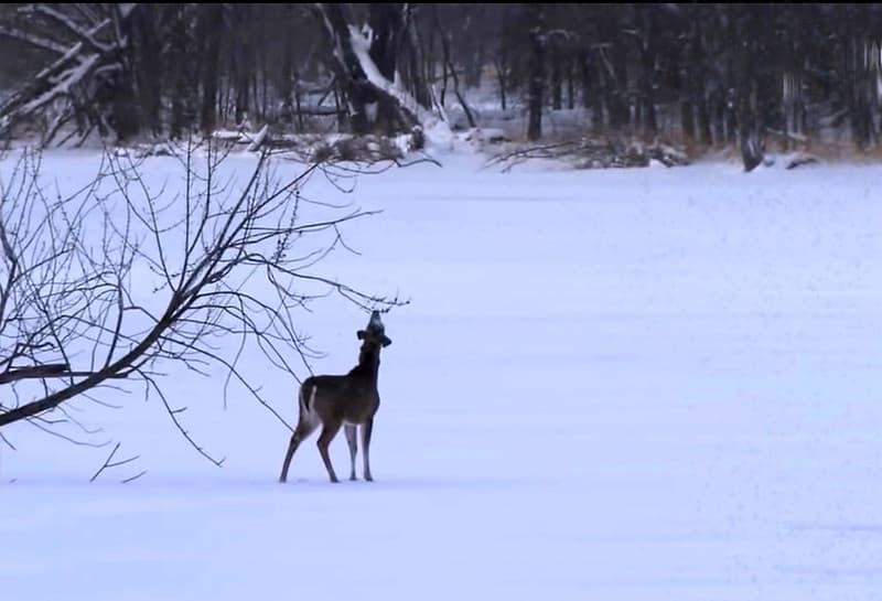 White-tailed deer browse for food