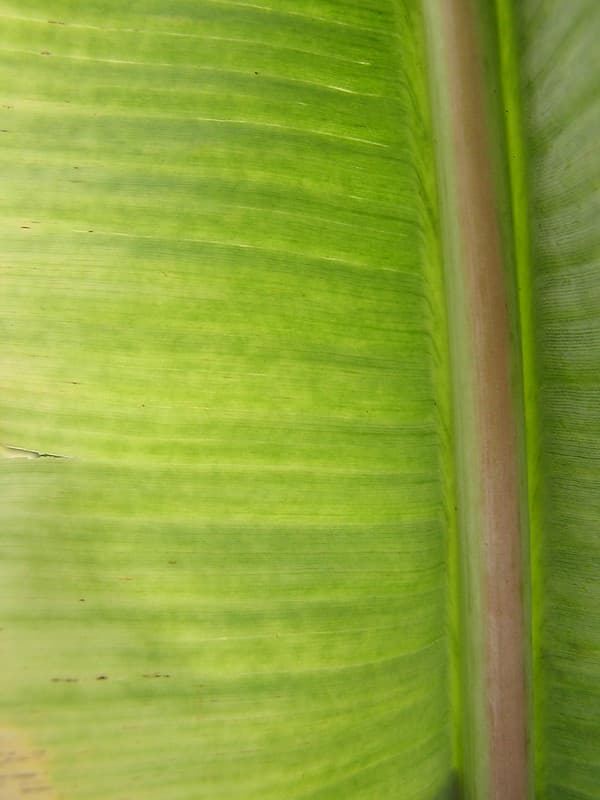 Banana, bbtv, bunchy