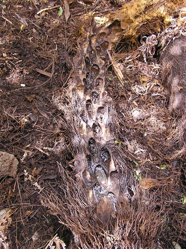 Pig damage hapuu fern 1