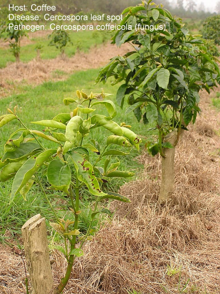 Coffee Cercospora leaf spot