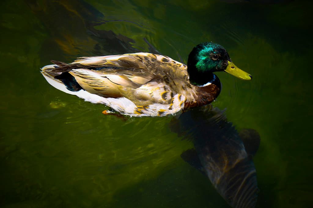 Lake Arrowhead - bass and the mallard