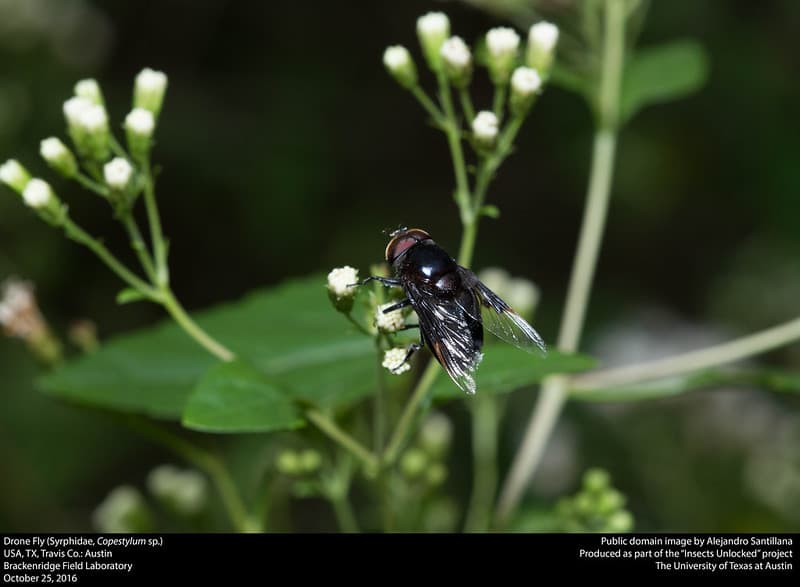 Drone Fly (Syrphidae, Copestylum sp.)