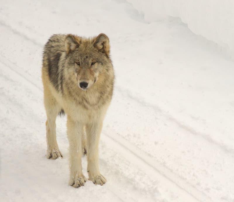 Mammals, winter, wolf