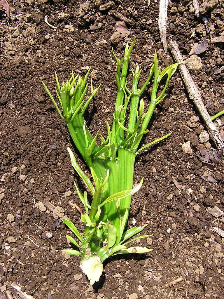 Glyphosate herbicide injury to coffee (Coffea arabica)