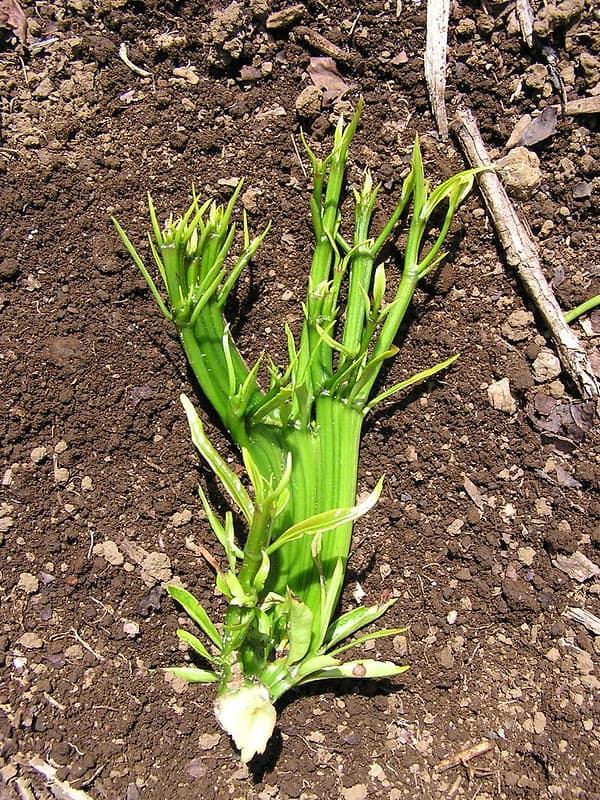 Glyphosate herbicide injury to coffee (Coffea arabica)