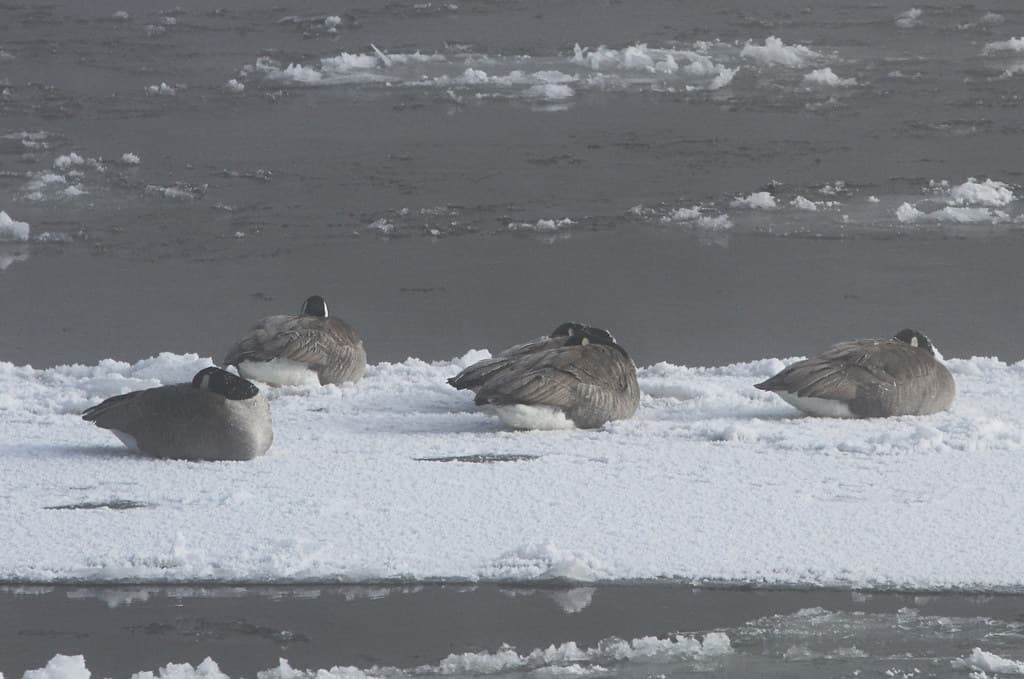 Canada geese on ice in Yellowstone River