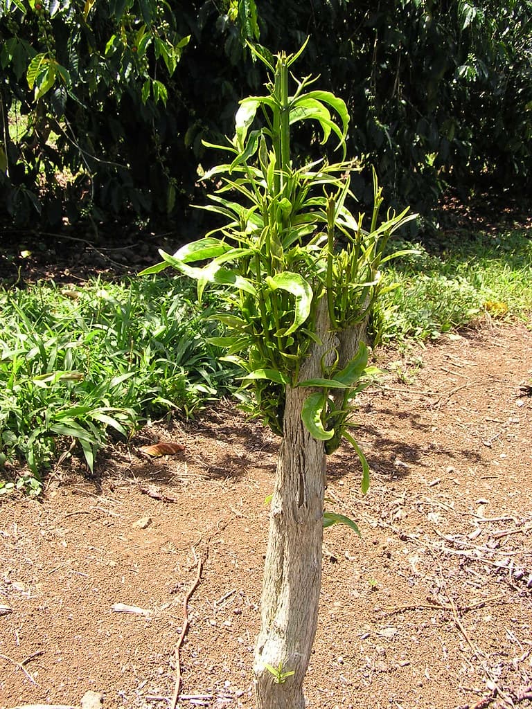 Glyphosate herbicide injury to coffee (Coffea arabica)