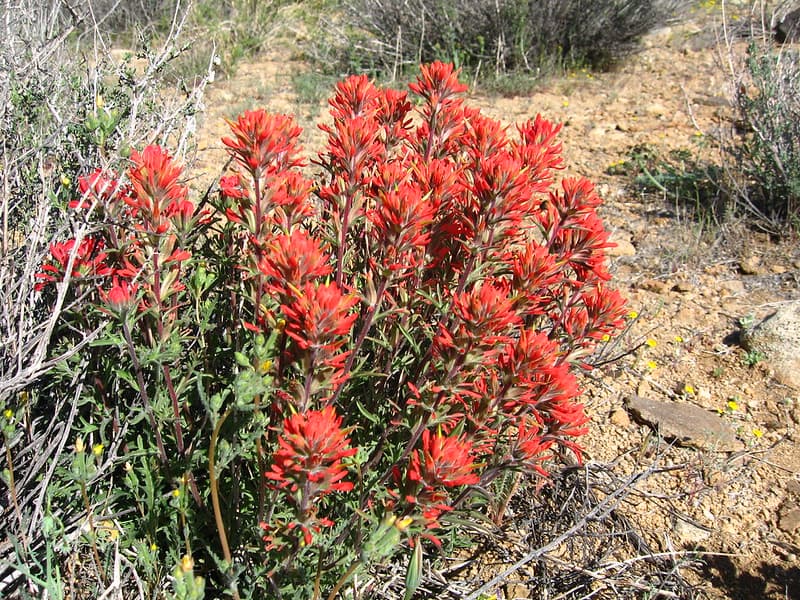 Bloom, desertqueen, flower