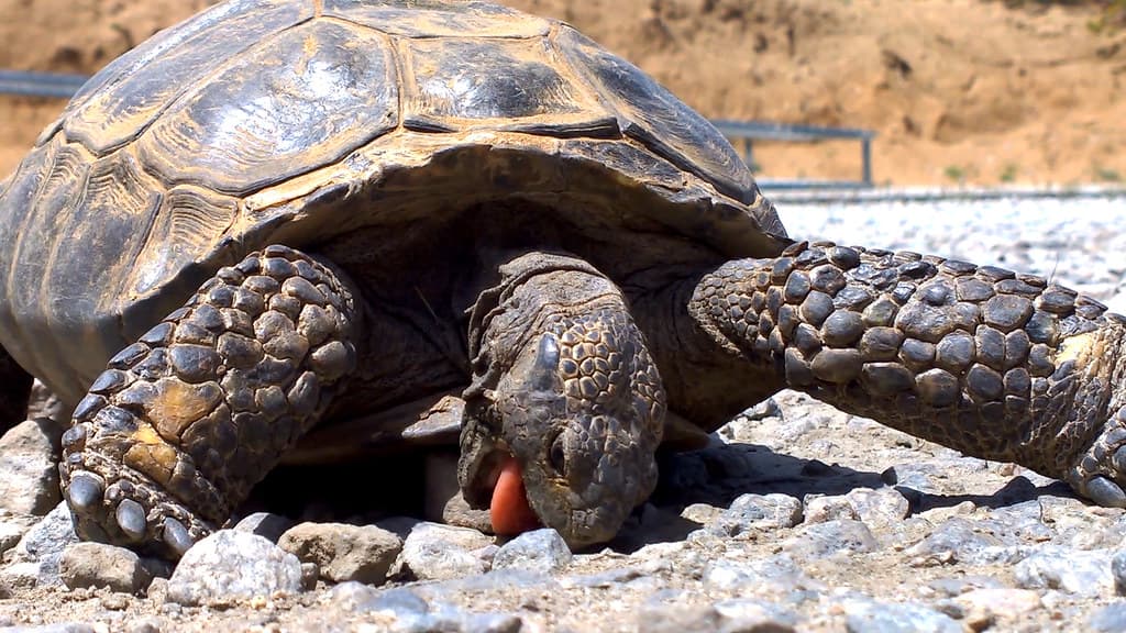 Desert tortoise (Gopherus agassizii) eating rocks