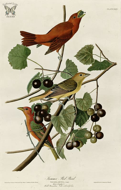 Audubon, birds, birdsofamerica