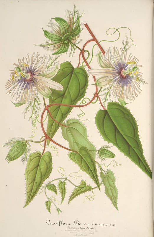 Botanical, botany, domain