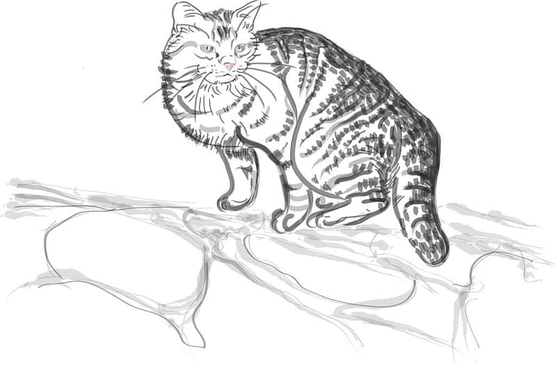 Striped cat