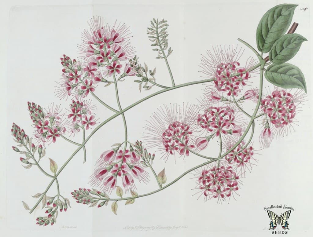 Thcentury, attribution, botanical