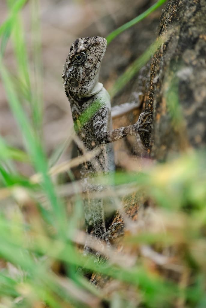 A Reptile