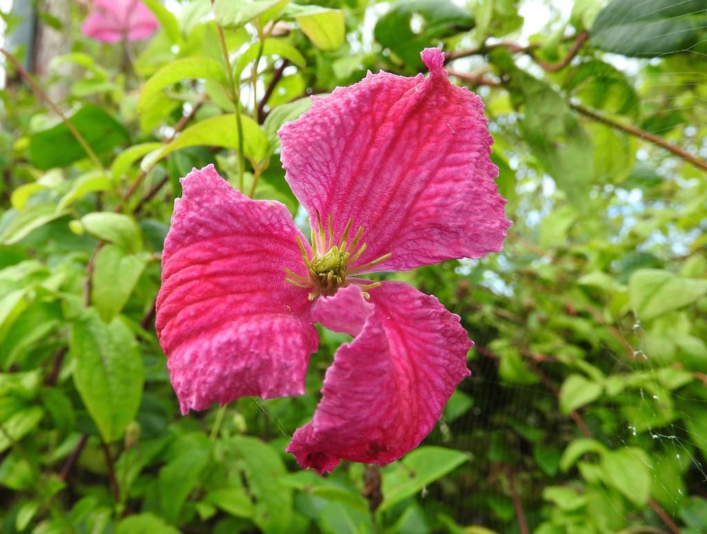 Flower