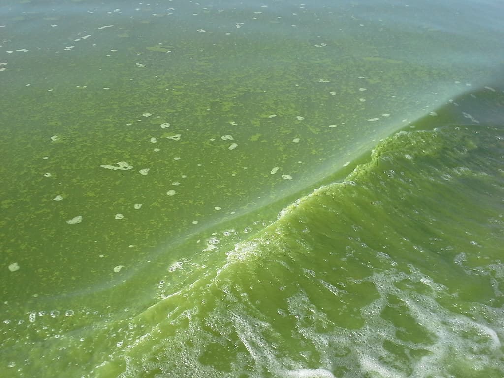 Lake Erie HABs MODIS Satellite Sep 2014