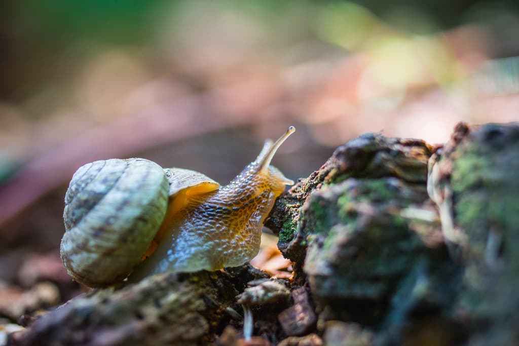 Snail, Sepulcher Mountain Trail