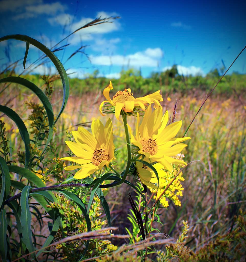 Willowleaf Sunflowers (2)
