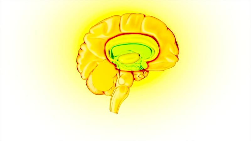 Brain Reward Circuit