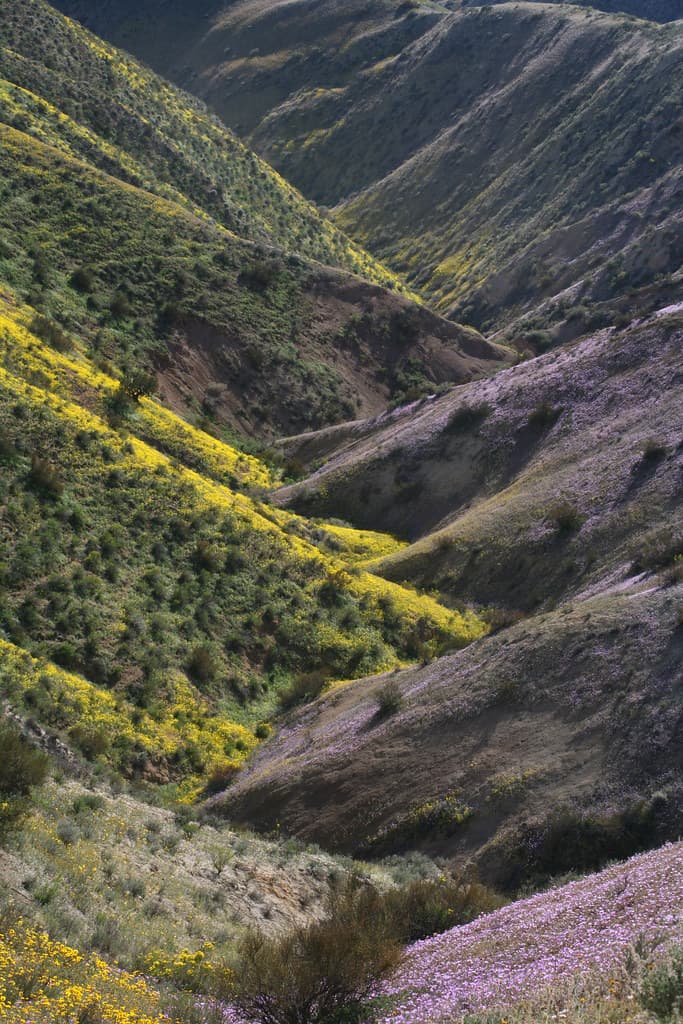Carrizo Plain National Monument