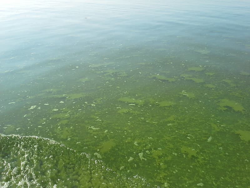 Lake Erie HABs MODIS Satellite Sep 2014