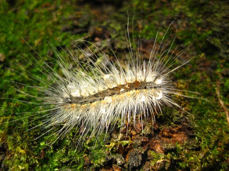 Hairy caterpillar on moss after rain