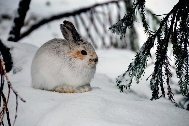 Juvenile Bunny in Winter, Mt Baker Snoqualmie National Forest