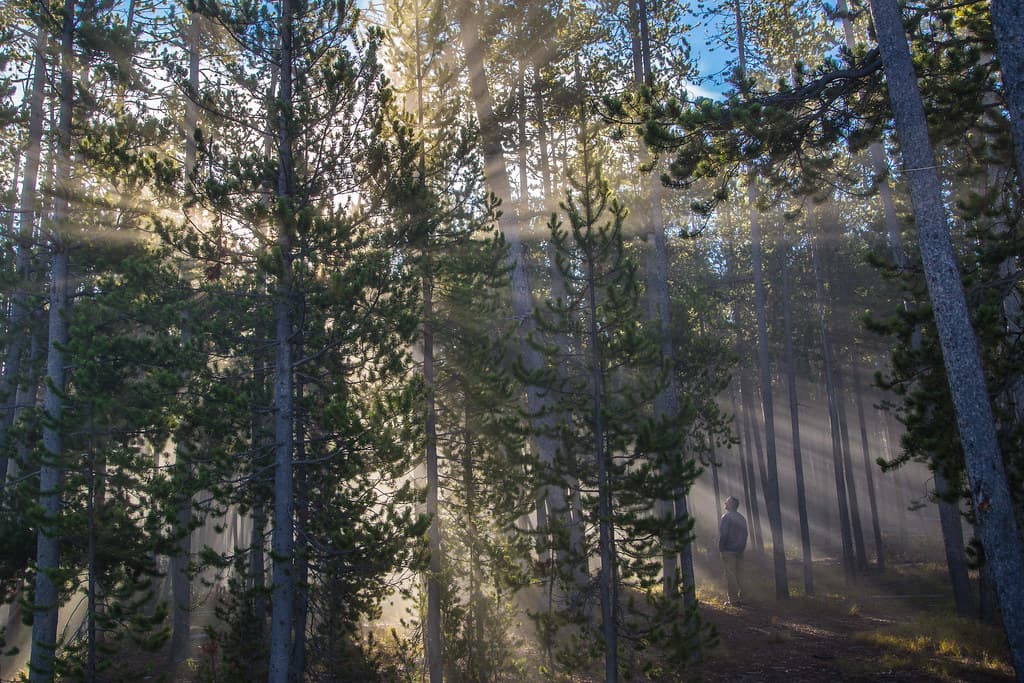 Steam shadows, Norris Geyser Basin