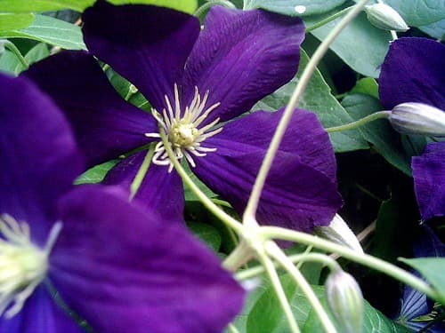 Flowers