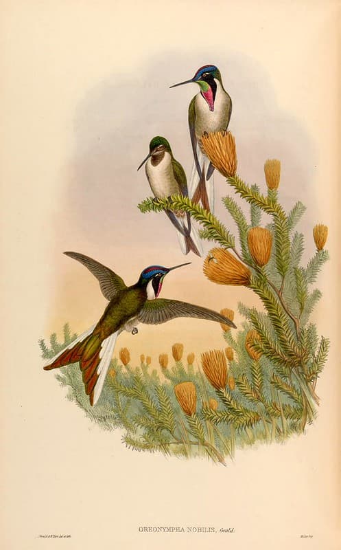 Thcentury, attractshummingbirds, botanical