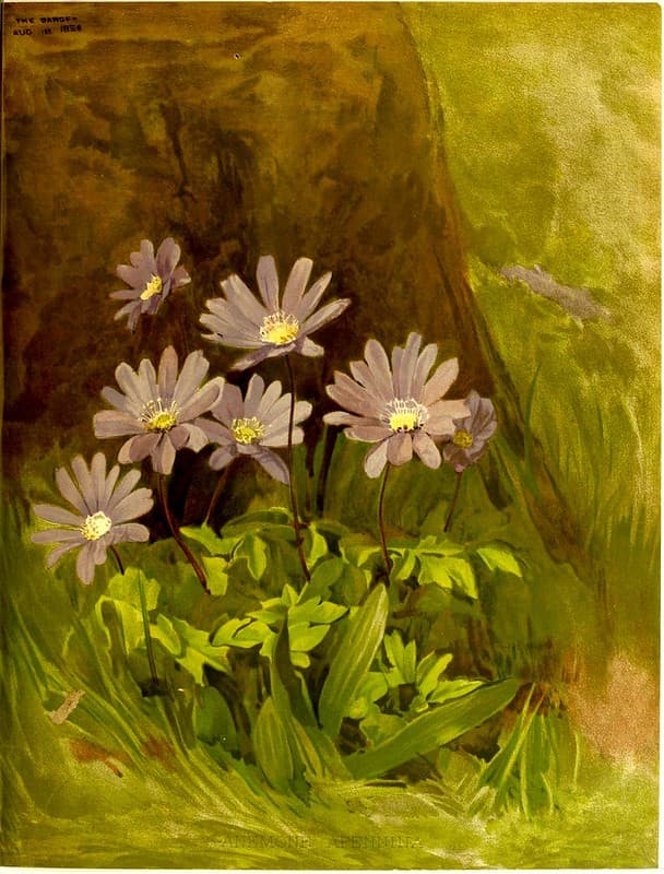 Anemone, anemoneflowers, blueflowers