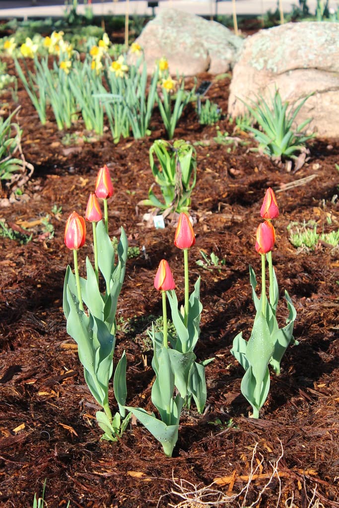 Weld County CSU MasterGardeners Demonstration Garden at Island Grove