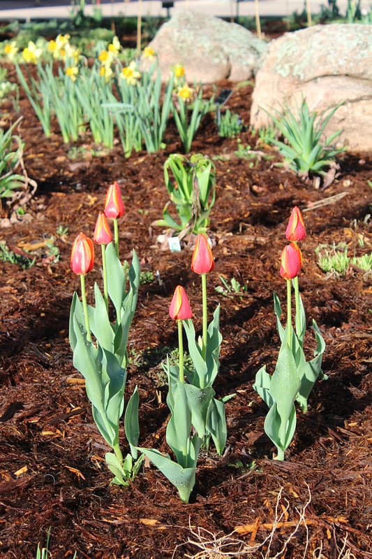 Weld County CSU MasterGardeners Demonstration Garden at Island Grove
