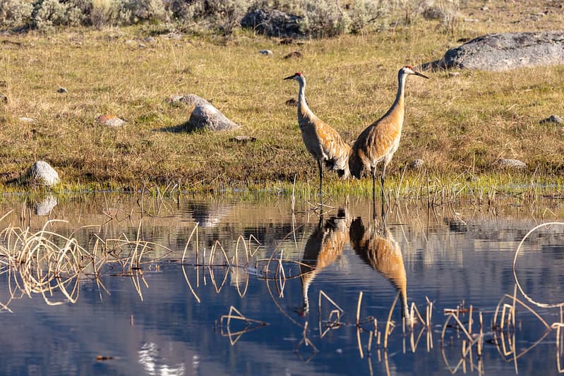 Birds, lamarvalley, pond