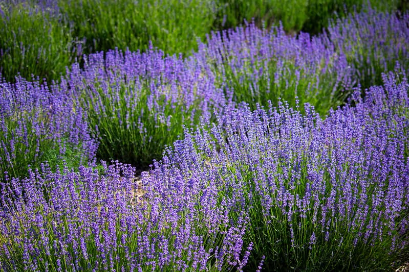 Cascade Lavender Farm, near Madras, in June, Oregon