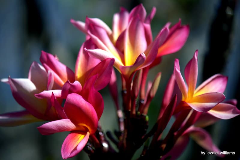 Love and Light by iezalel williams - IMG 4579-006 - Canon EOS 700D