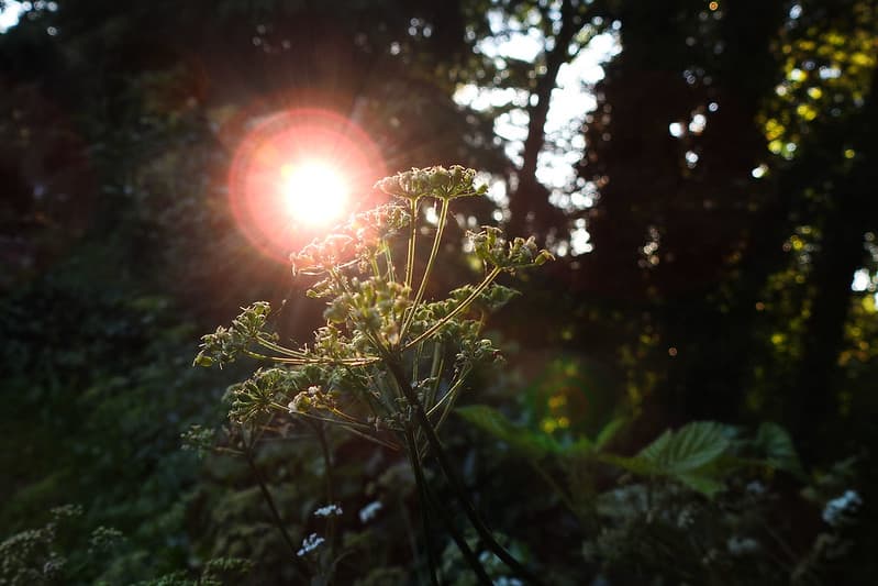 Backyard sundown 01