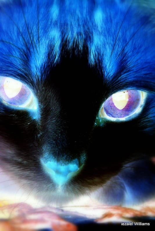 Hallowe'en Abstract - X Ray Cat by iezalel williams IMG 0797-002