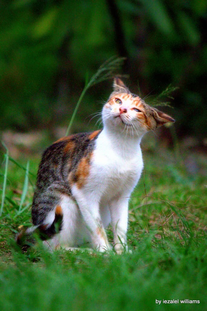 Don Juan cat serenade IMG 9619