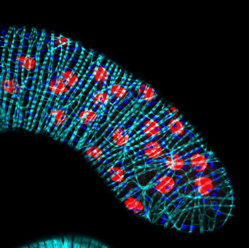 Fruit fly salivary gland