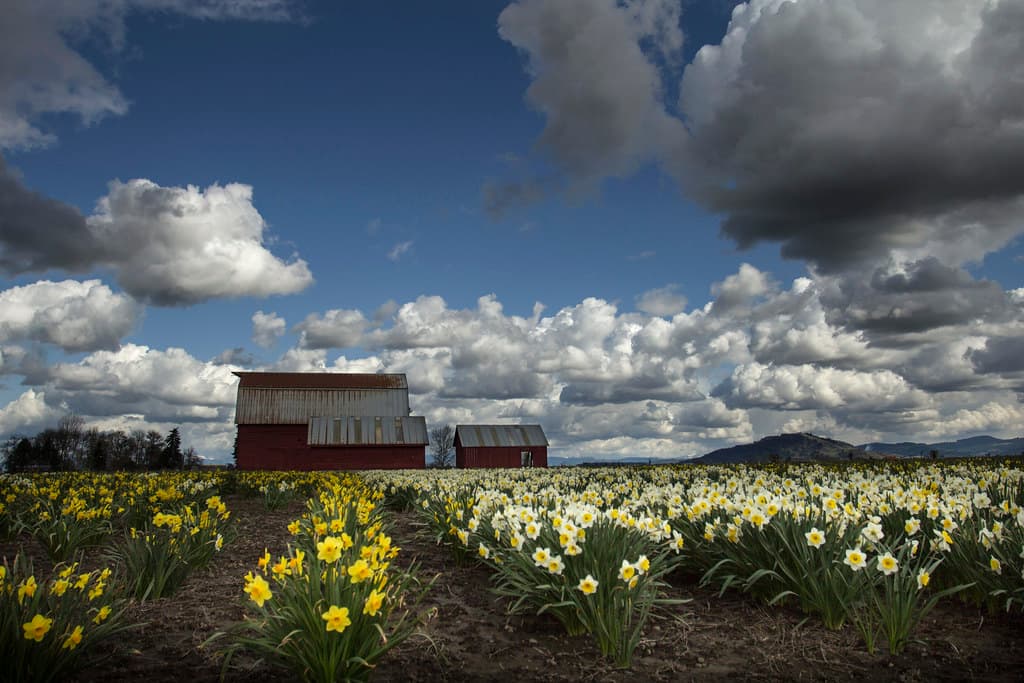 Daffodil barn near Corvallis, Oregon