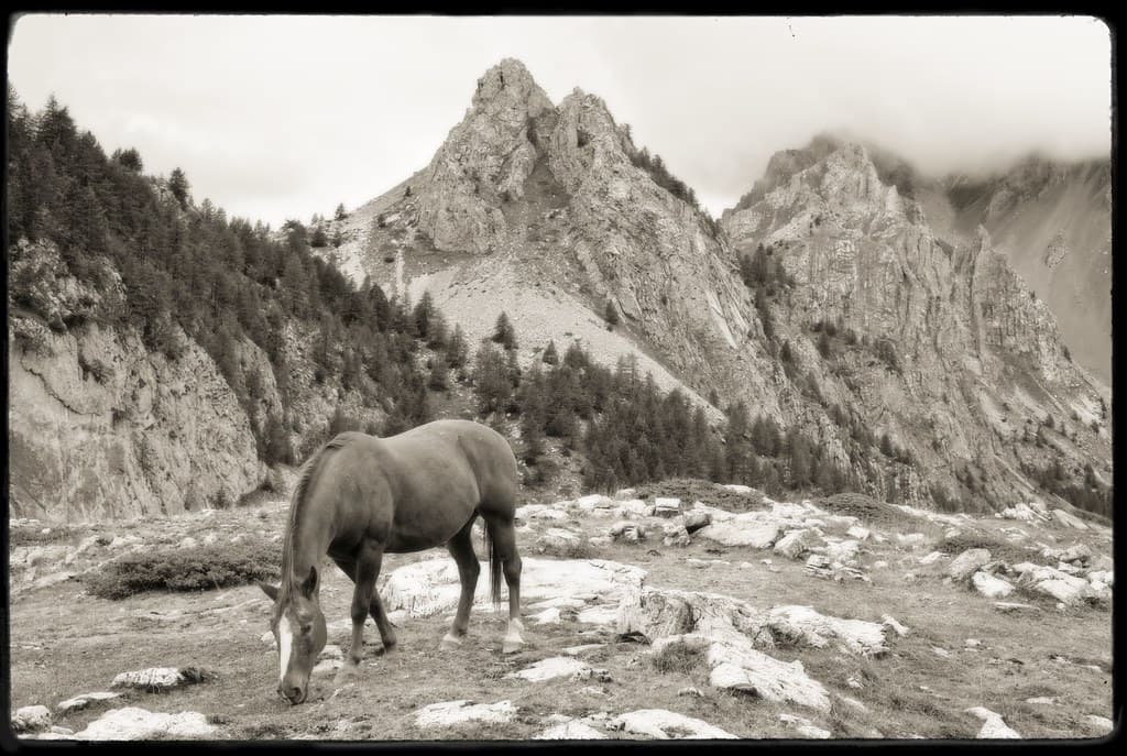 Mountain/horse scene. Val Maira, Italy. Best viewed large.