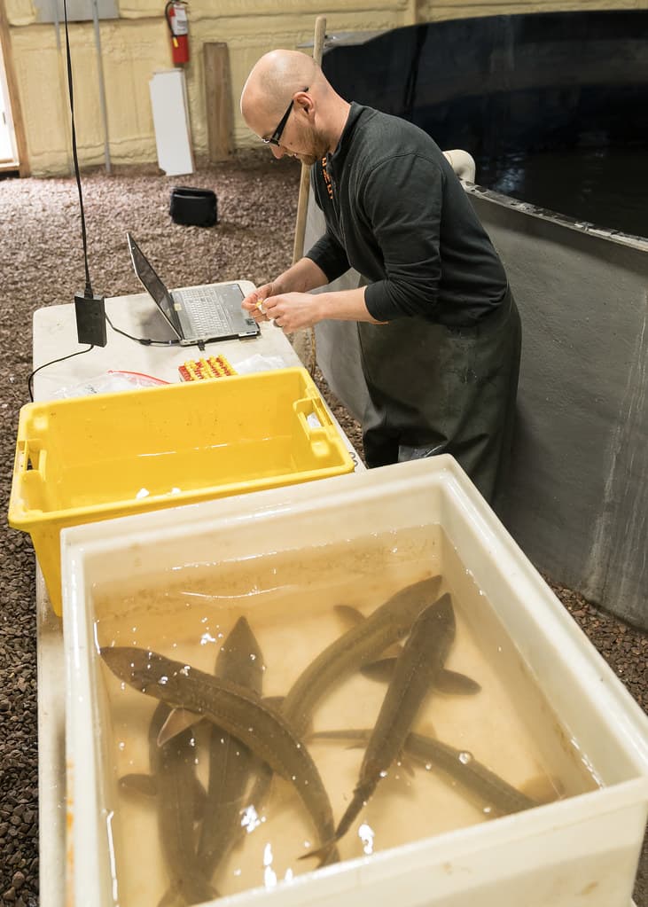Tagging shovelnose sturgeon