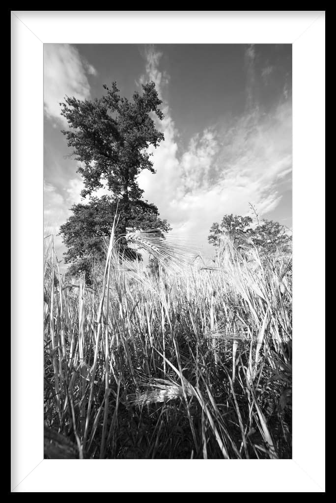 Ultra-wide wheat.