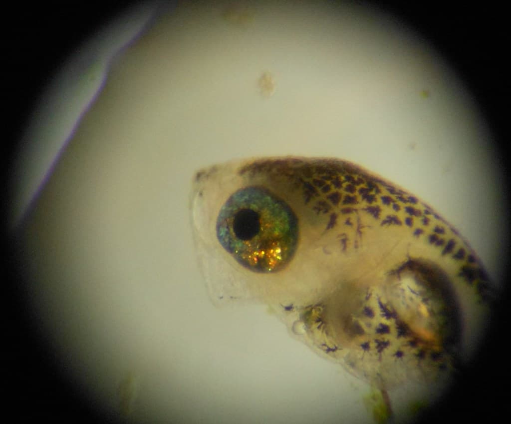 Burbot Fry Under a Microscope