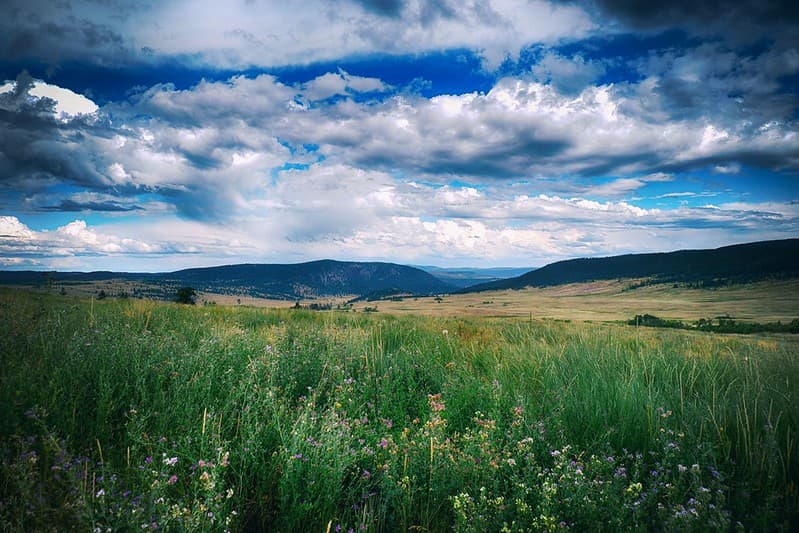 Field