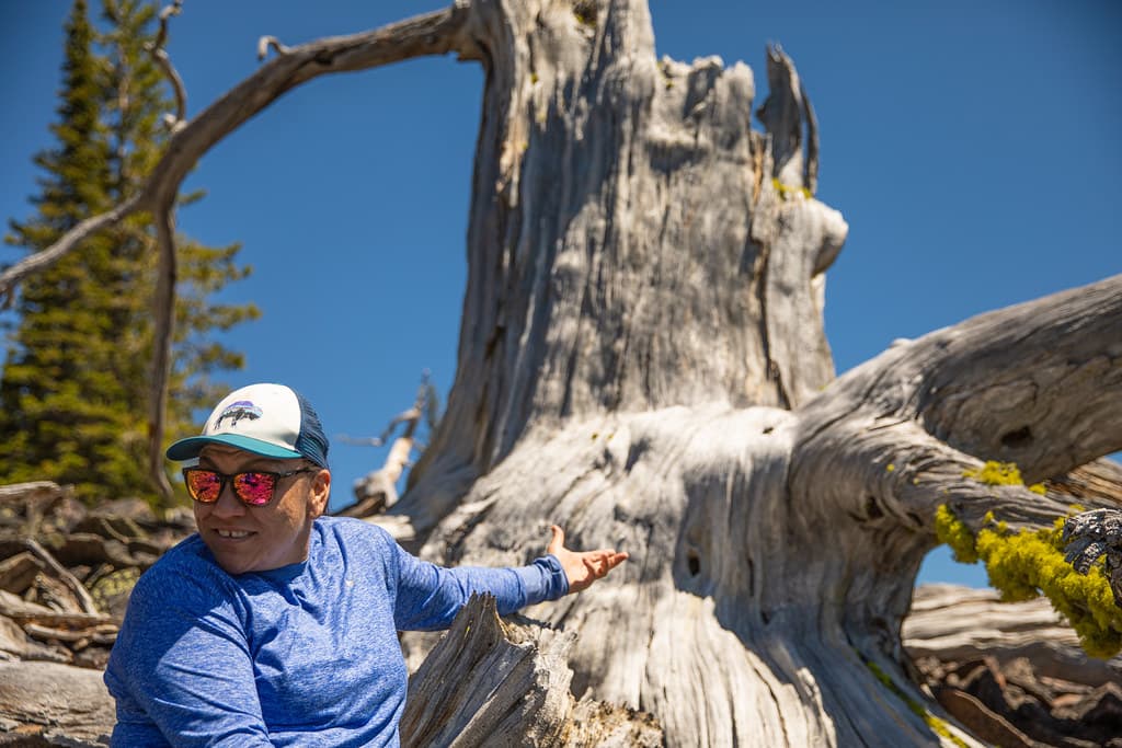 Ilawye the Great Great Grandparent Whitebark Pine Tree