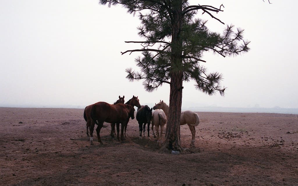Smoke and Horses