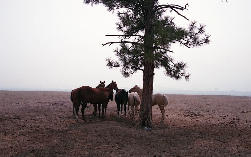 Smoke and Horses