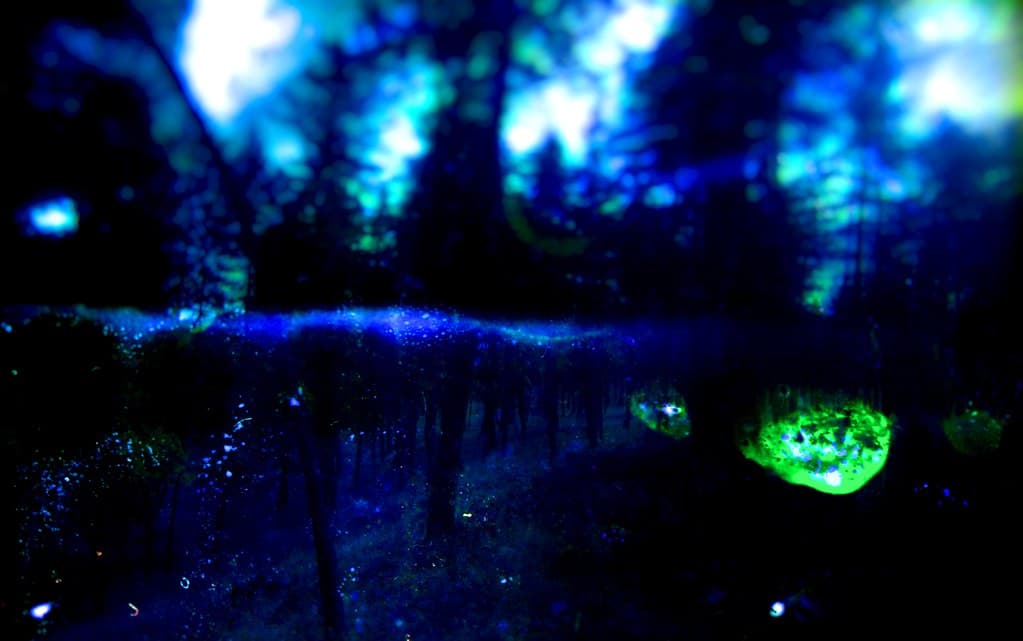 Forest-like